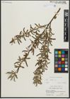 Foto von Salix alba L. x Salix fragilis L.